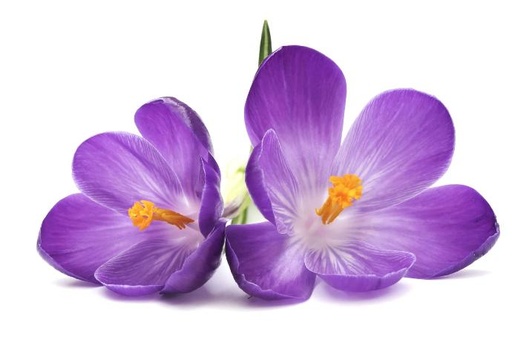 [4690250] Natuurlijk violet vloeibaar aroma 250ml