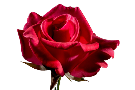 [1120250] Natuurlijk roos vloeibaar aroma 250ml